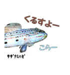 沖縄のレアな魚がしゃべるウチナーグチ（個別スタンプ：19）