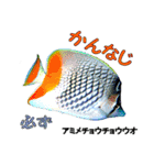 沖縄のレアな魚がしゃべるウチナーグチ（個別スタンプ：21）