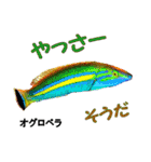 沖縄のレアな魚がしゃべるウチナーグチ（個別スタンプ：23）