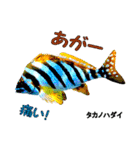 沖縄のレアな魚がしゃべるウチナーグチ（個別スタンプ：24）