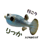 沖縄のレアな魚がしゃべるウチナーグチ（個別スタンプ：25）