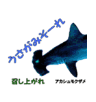 沖縄のレアな魚がしゃべるウチナーグチ（個別スタンプ：26）