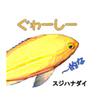 沖縄のレアな魚がしゃべるウチナーグチ（個別スタンプ：27）