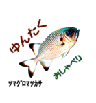沖縄のレアな魚がしゃべるウチナーグチ（個別スタンプ：28）