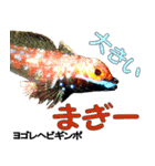 沖縄のレアな魚がしゃべるウチナーグチ（個別スタンプ：31）