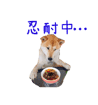 Shiba inu Lucky life（個別スタンプ：4）