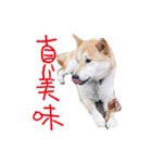 Shiba inu Lucky life（個別スタンプ：5）