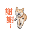 Shiba inu Lucky life（個別スタンプ：6）