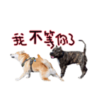 Shiba inu Lucky life（個別スタンプ：13）