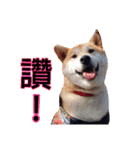 Shiba inu Lucky life（個別スタンプ：16）