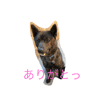 甲斐犬 こたろう（個別スタンプ：9）