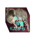 野良猫トラ（個別スタンプ：3）