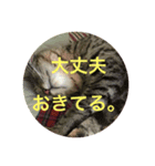 野良猫トラ（個別スタンプ：4）