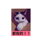 Cat  .（個別スタンプ：8）