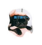 Little Puppy Paguzaemon（個別スタンプ：10）