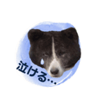 akitadog taro（個別スタンプ：6）