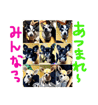 dogooooooooood（個別スタンプ：1）