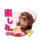 Miniature dachshund ICHI（個別スタンプ：1）