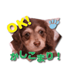 Miniature dachshund ICHI（個別スタンプ：2）