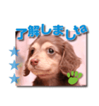 Miniature dachshund ICHI（個別スタンプ：4）