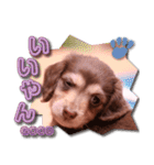 Miniature dachshund ICHI（個別スタンプ：5）