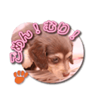 Miniature dachshund ICHI（個別スタンプ：8）