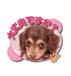 Miniature dachshund ICHI（個別スタンプ：9）