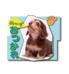 Miniature dachshund ICHI（個別スタンプ：11）