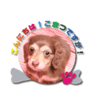 Miniature dachshund ICHI（個別スタンプ：14）