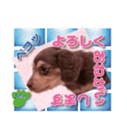 Miniature dachshund ICHI（個別スタンプ：15）