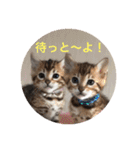 博多弁 ベンガル 猫 ねこ ネコ はかたべん（個別スタンプ：1）