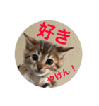 博多弁 ベンガル 猫 ねこ ネコ はかたべん（個別スタンプ：2）