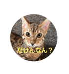 博多弁 ベンガル 猫 ねこ ネコ はかたべん（個別スタンプ：3）