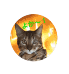 博多弁 ベンガル 猫 ねこ ネコ はかたべん（個別スタンプ：6）