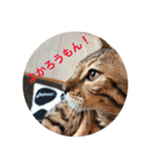 博多弁 ベンガル 猫 ねこ ネコ はかたべん（個別スタンプ：8）