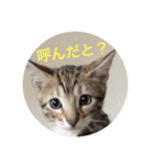 博多弁 ベンガル 猫 ねこ ネコ はかたべん（個別スタンプ：18）