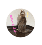 博多弁 ベンガル 猫 ねこ ネコ はかたべん（個別スタンプ：24）