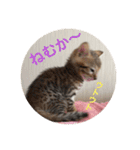 博多弁 ベンガル 猫 ねこ ネコ はかたべん（個別スタンプ：25）