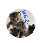 博多弁 ベンガル 猫 ねこ ネコ はかたべん（個別スタンプ：36）