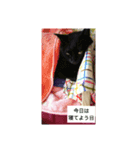 黒猫福ちゃん（個別スタンプ：8）