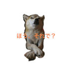 柴犬 あじさん（個別スタンプ：1）