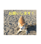 柴犬 あじさん（個別スタンプ：6）