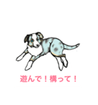 うちの犬 可愛いんだから（個別スタンプ：3）