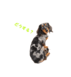 4.5ダックス's（個別スタンプ：7）