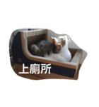 CatTsai（個別スタンプ：8）