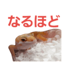 Larry the gecko（個別スタンプ：4）