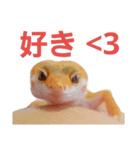 Larry the gecko（個別スタンプ：5）