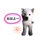 柴犬さくらちゃんのスタンプ（個別スタンプ：9）