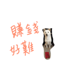 white shiba -doudou(hard)（個別スタンプ：7）