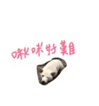 white shiba -doudou(hard)（個別スタンプ：8）